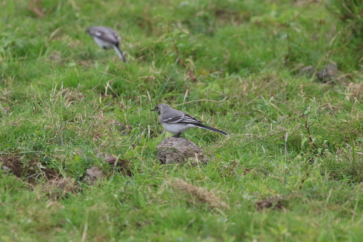 White Wagtail (White-faced) - ML471525501