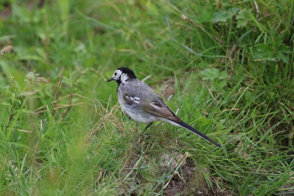 White Wagtail (White-faced) - ML471525511
