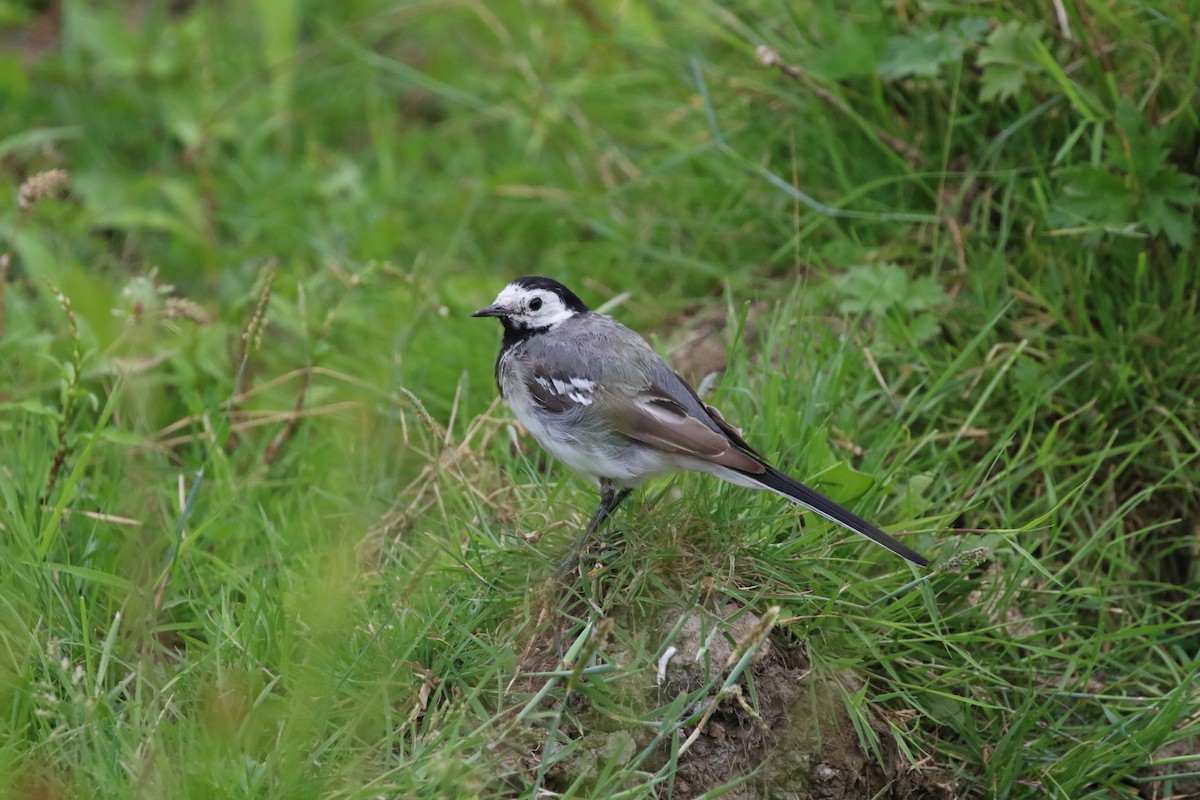 White Wagtail (White-faced) - ML471525521