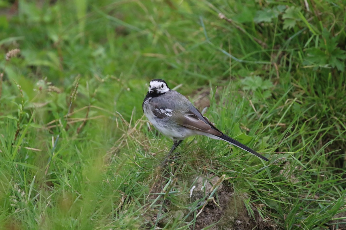 White Wagtail (White-faced) - ML471525531
