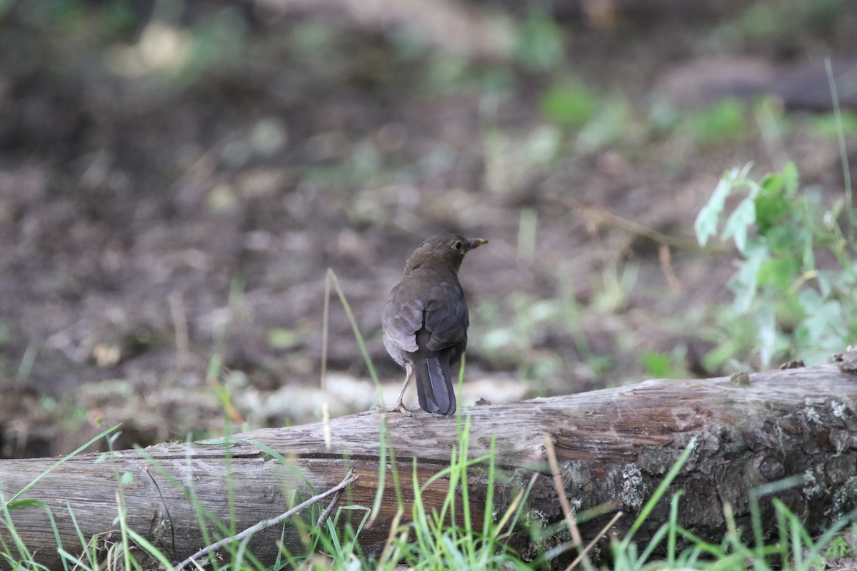 Eurasian Blackbird - ML471525681