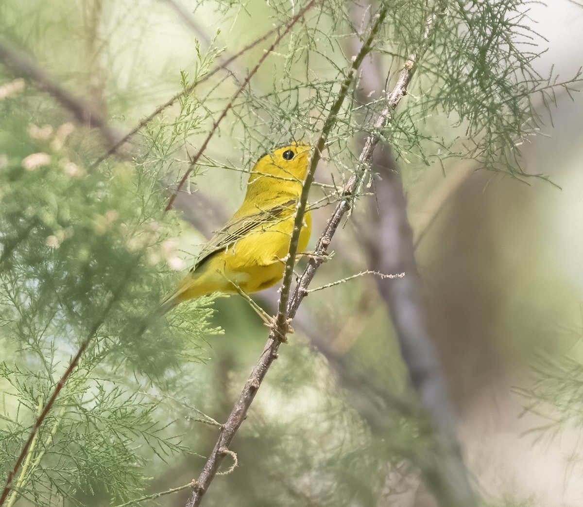 Wilson's Warbler - ML471526541