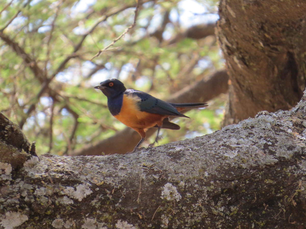 Hildebrandt's Starling - ML471527151