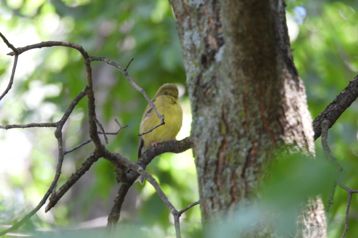 American Goldfinch - ML471528881