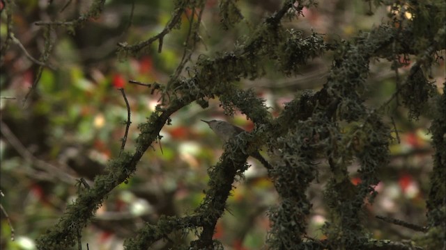 Bewick's Wren - ML471529