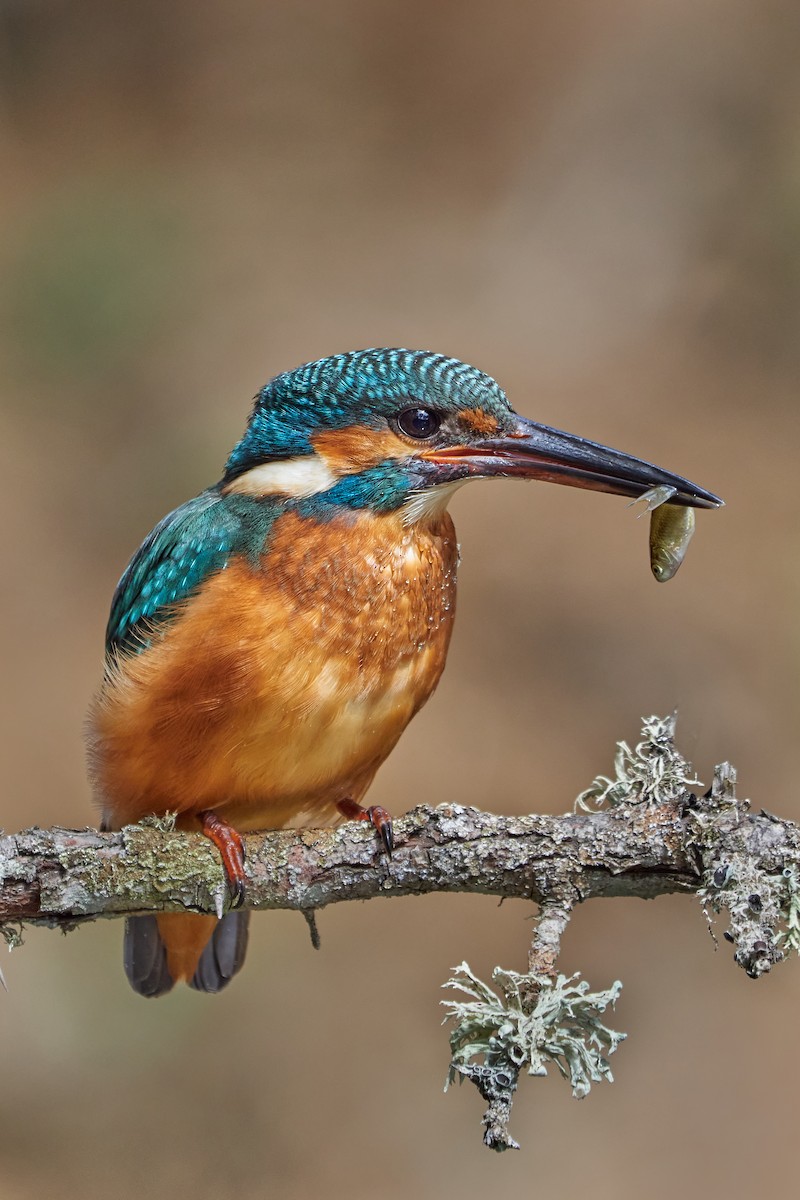 Common Kingfisher - ML471529771