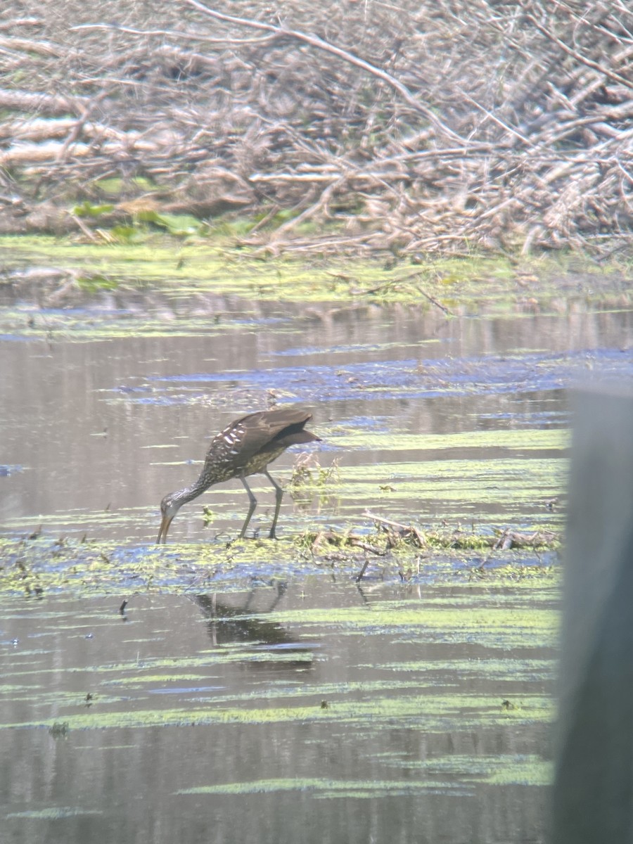 Limpkin - ML471529781