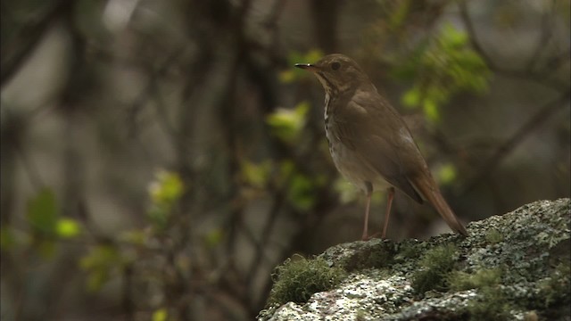 Hermit Thrush - ML471530