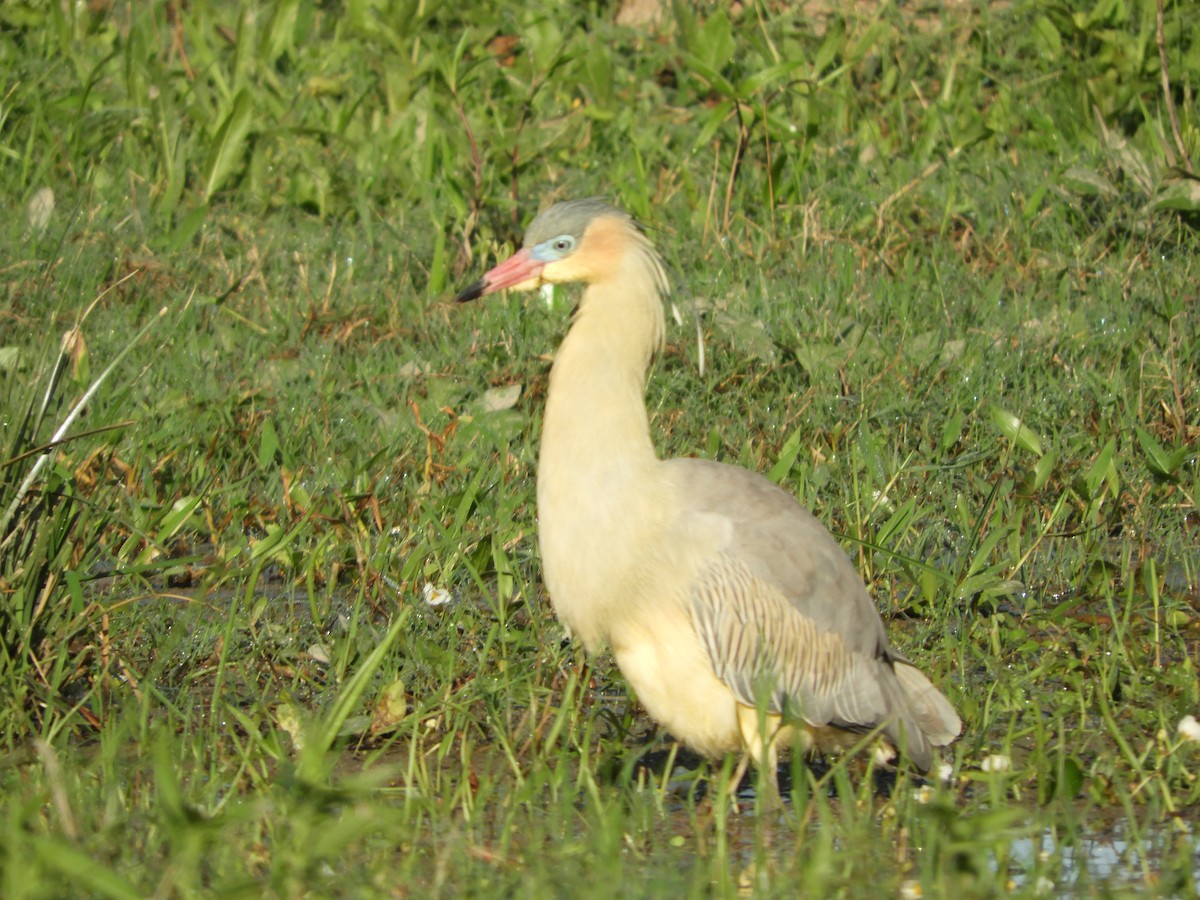 Whistling Heron - ML471533661