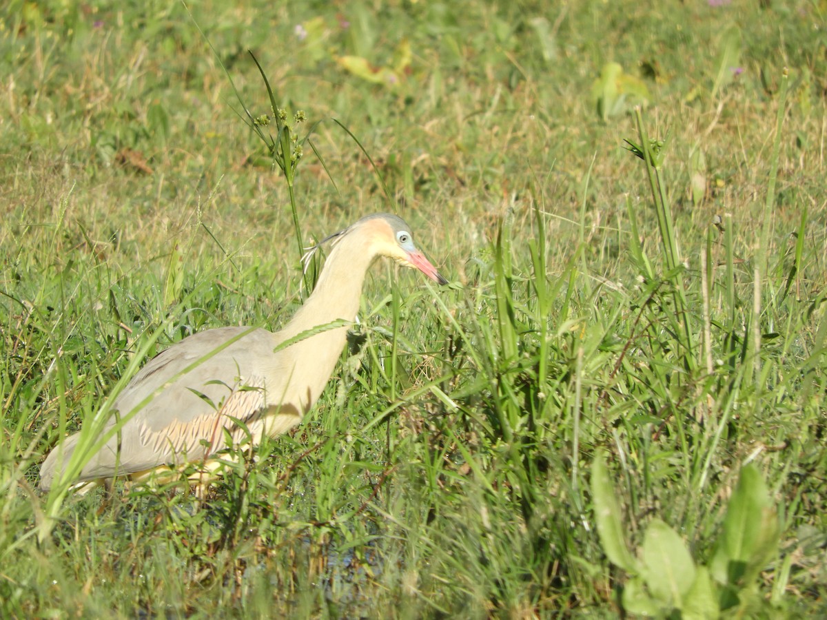 Whistling Heron - Silvia Enggist