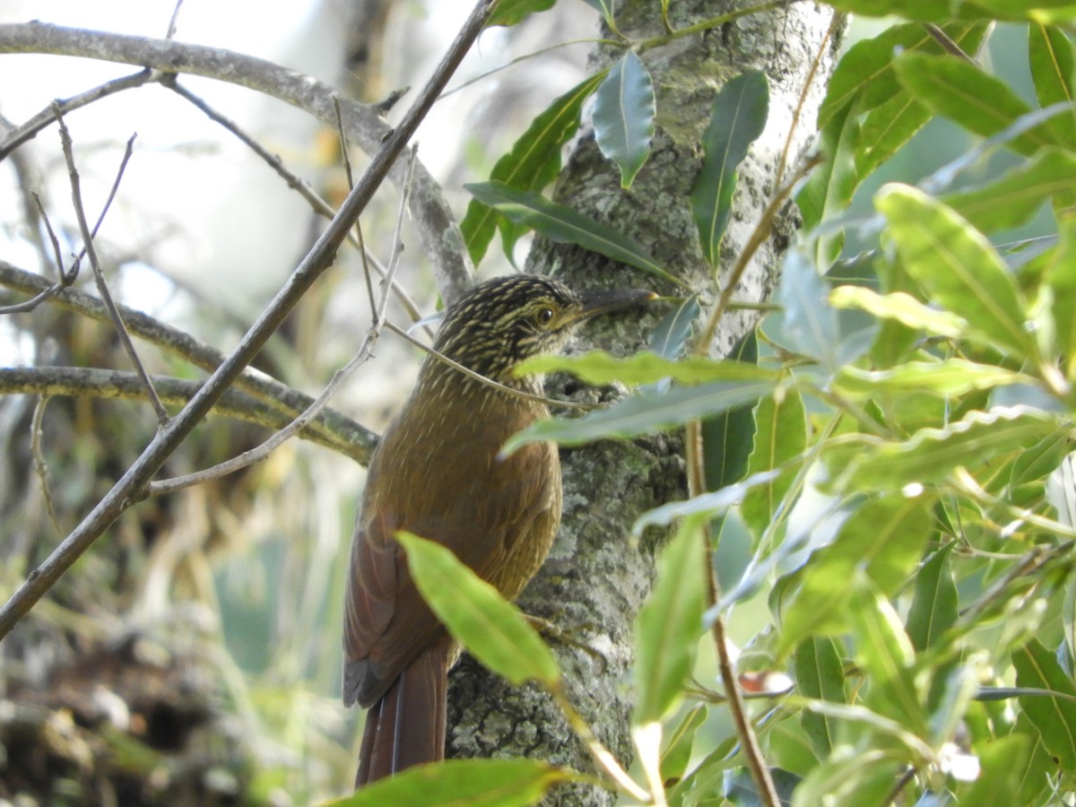 Planalto Woodcreeper - Silvia Enggist