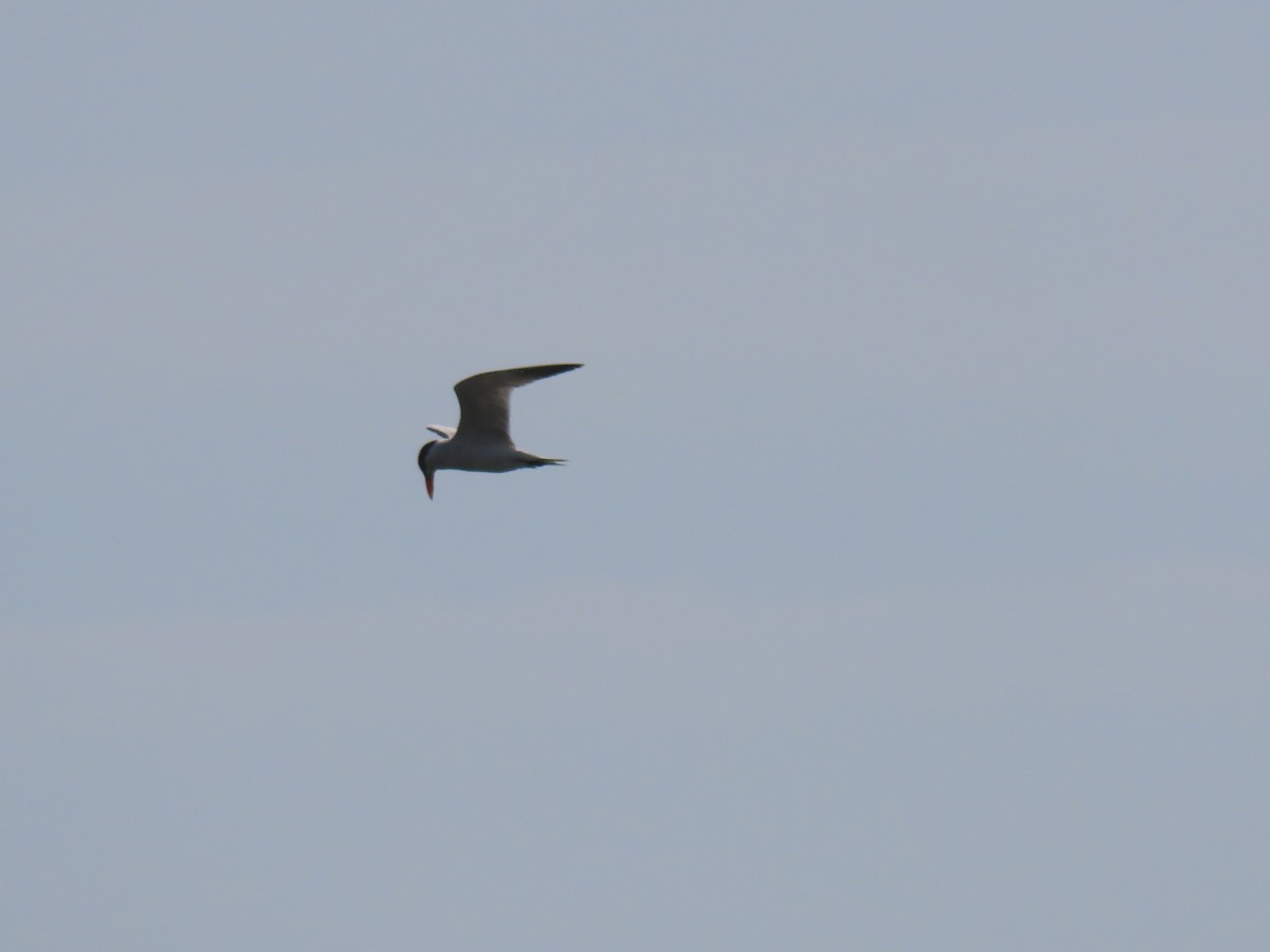 Caspian Tern - ML471534581