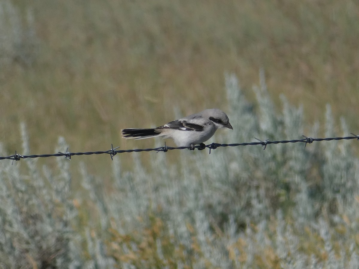 Loggerhead Shrike - ML471534961