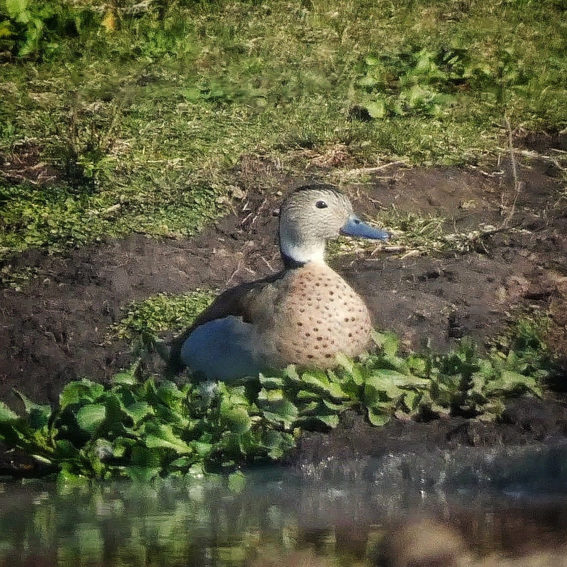 Ringed Teal - ML471535431