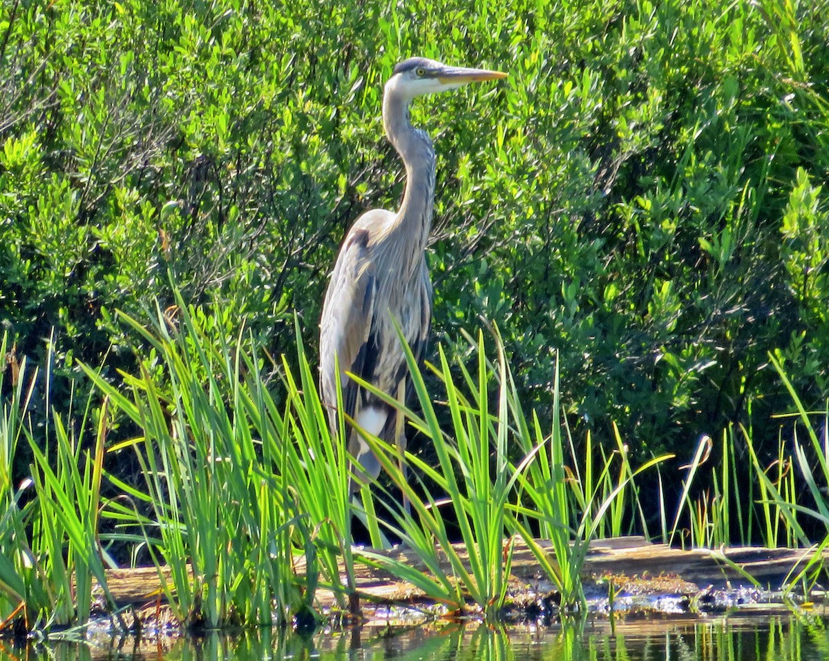 Great Blue Heron - ML471535621
