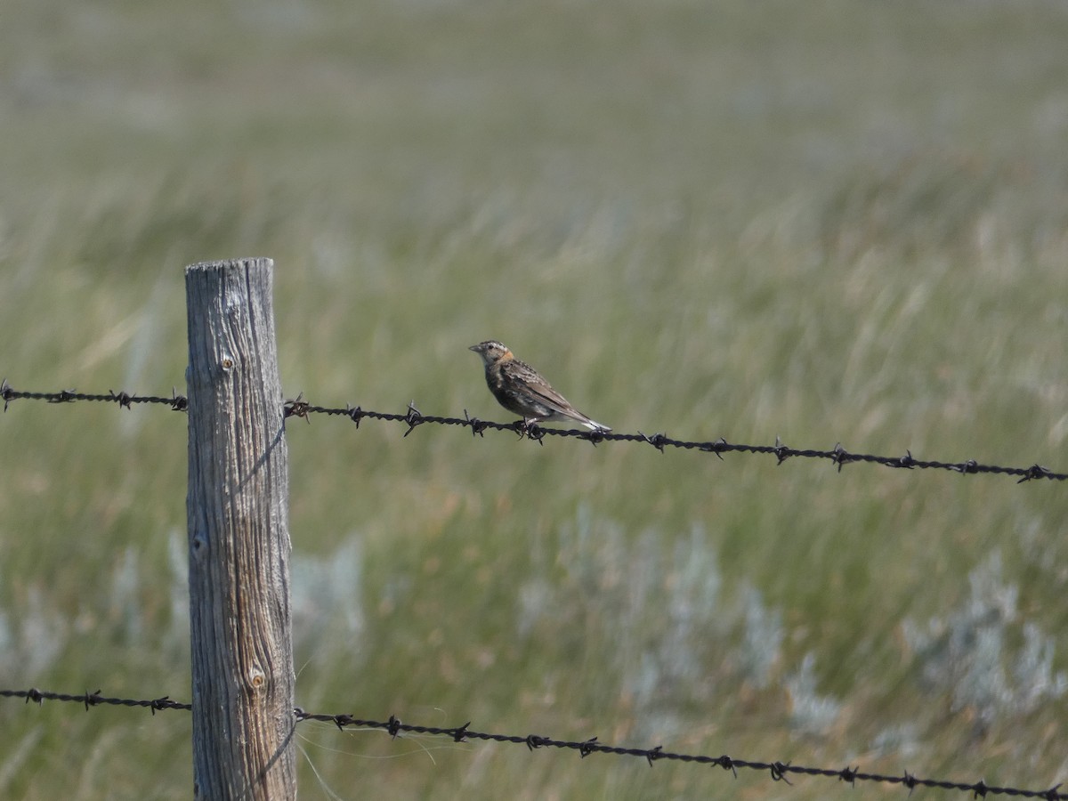 Chestnut-collared Longspur - ML471536811