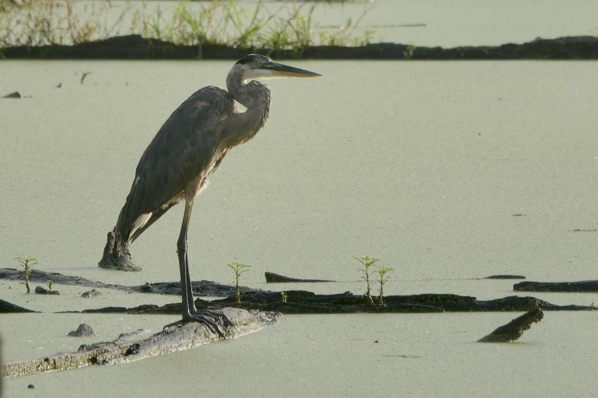 Great Blue Heron - ML471537021