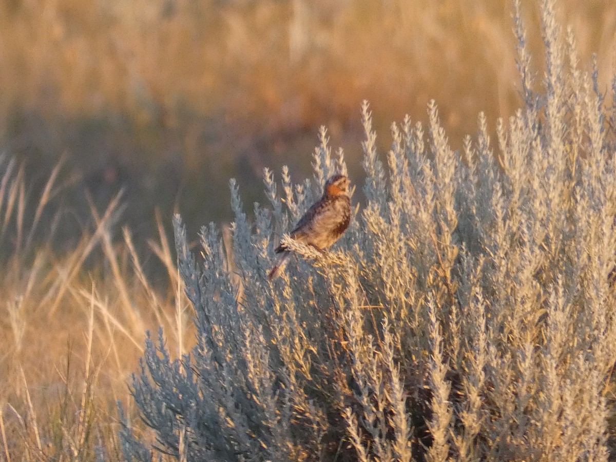 Chestnut-collared Longspur - ML471537041