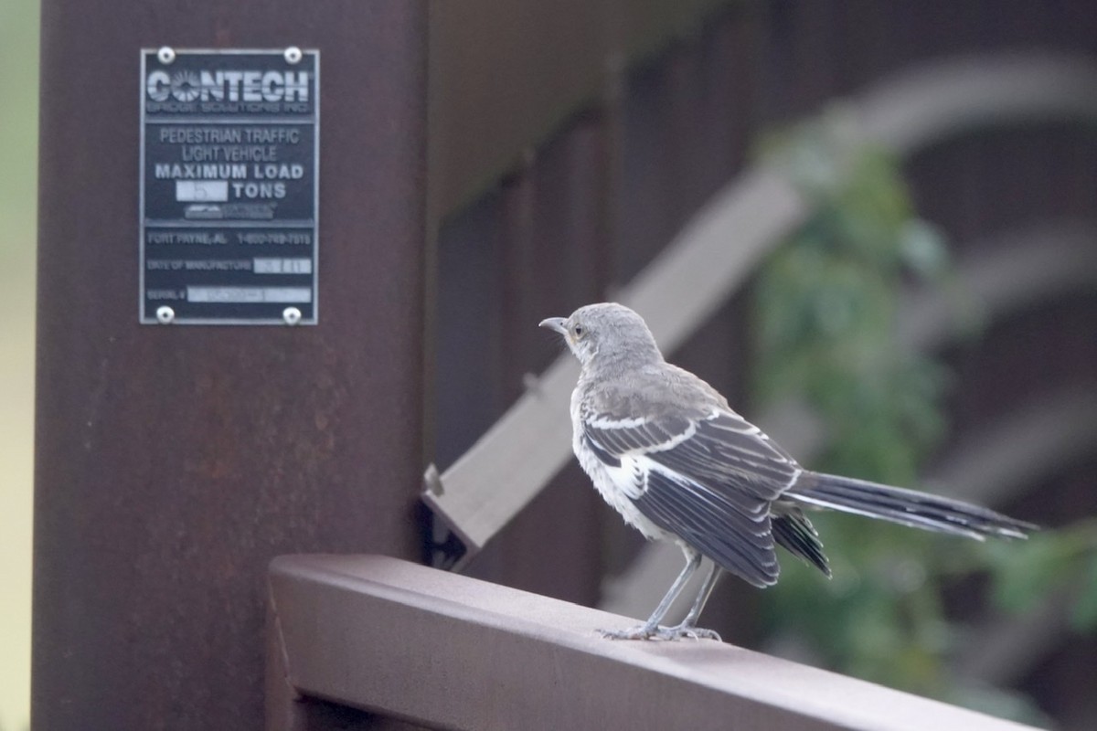 Northern Mockingbird - ML471537531