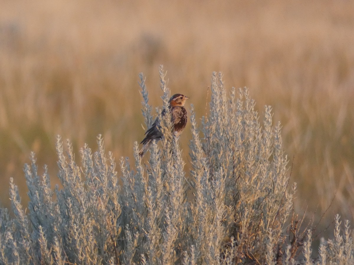 Chestnut-collared Longspur - ML471537831
