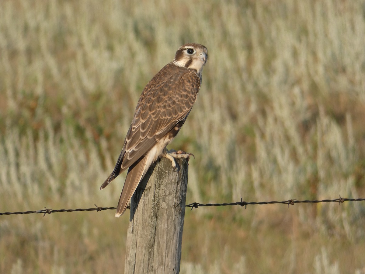 Prairie Falcon - ML471537911