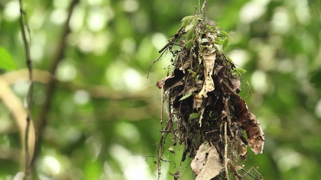 Dusky Broadbill - ML471538