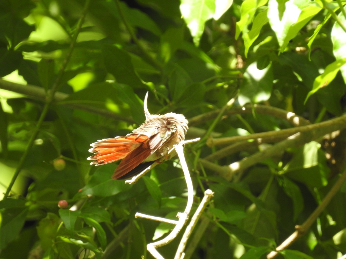 Rotschwanz-Schattenkolibri - ML471538181