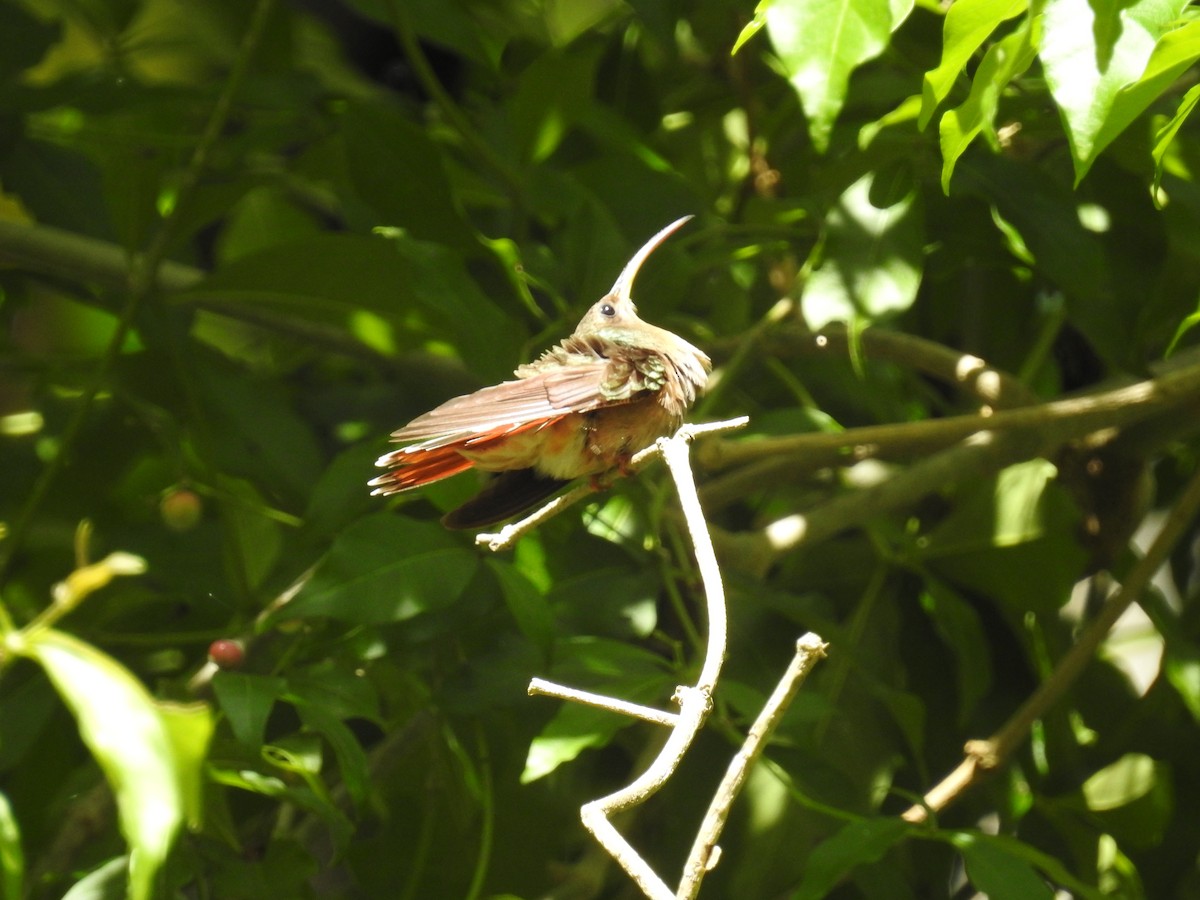 Краснохвостый колибри-отшельник - ML471538201