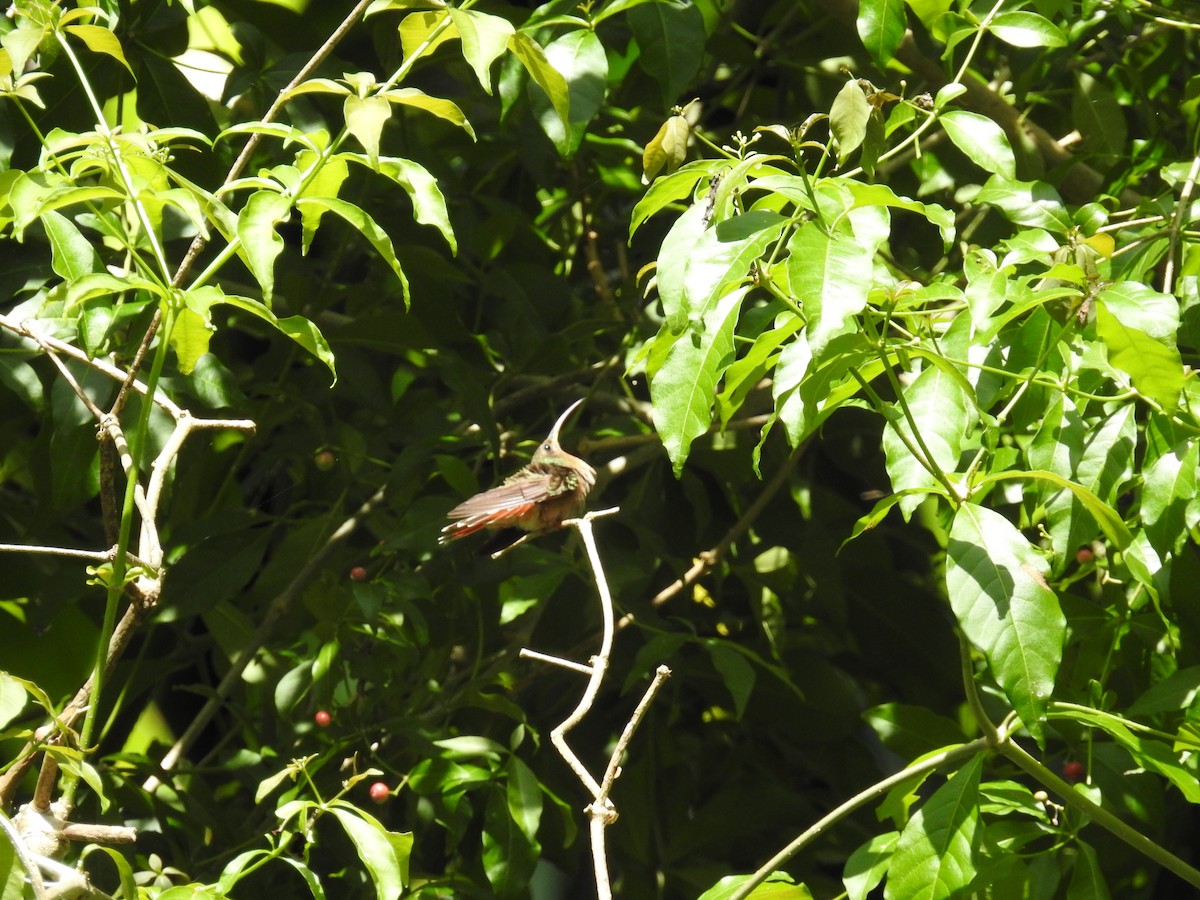 Rufous-breasted Hermit - ML471538251
