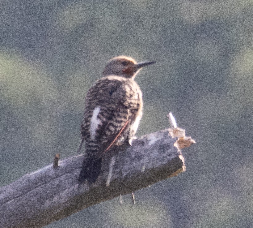 Northern Flicker - Sam Zuckerman