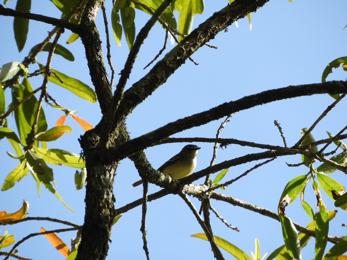 Yellow-olive Flatbill - Silvia Enggist