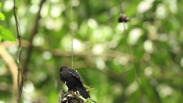 Dusky Broadbill - ML471539