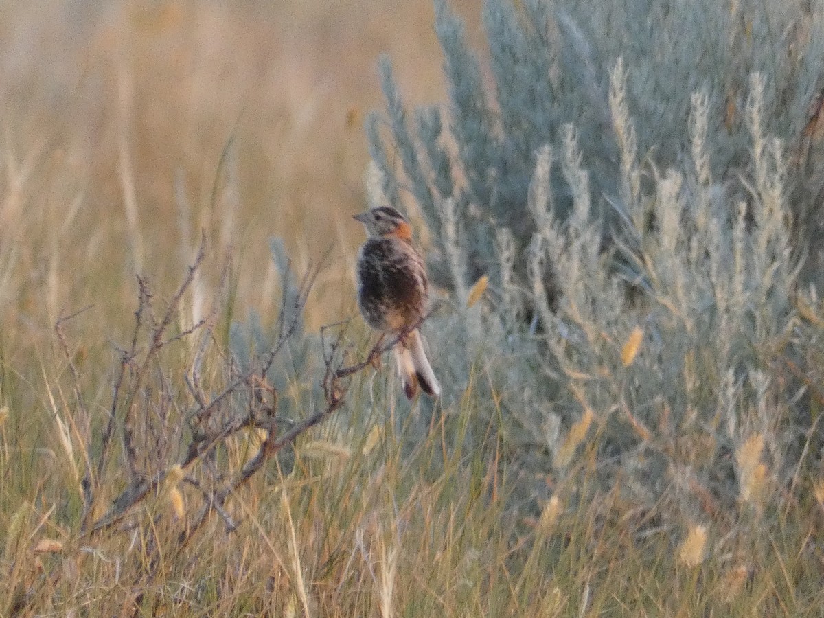 Chestnut-collared Longspur - ML471539101