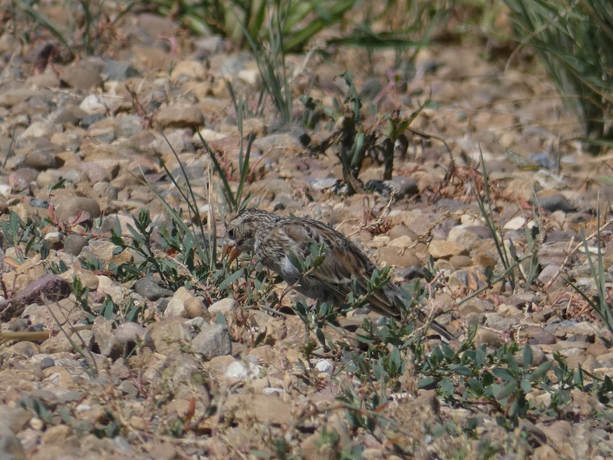 Thick-billed Longspur - ML471539141