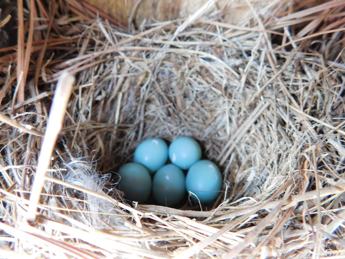 Eastern Bluebird - ML47153941