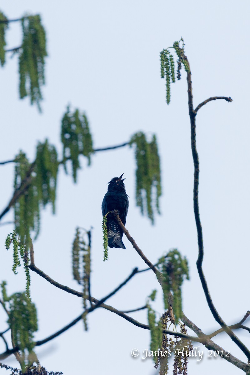 Square-tailed Drongo-Cuckoo - ML471539421