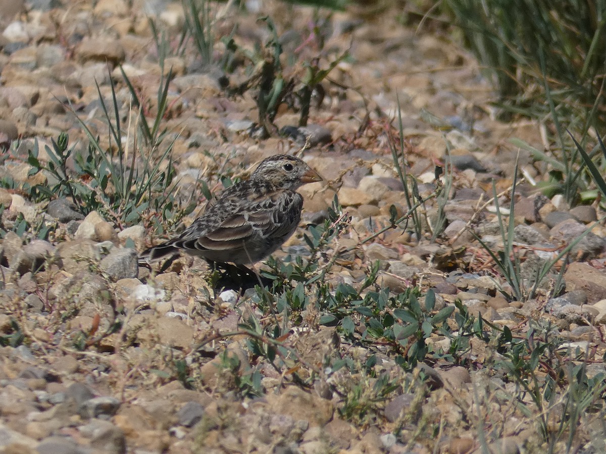 Thick-billed Longspur - ML471539441