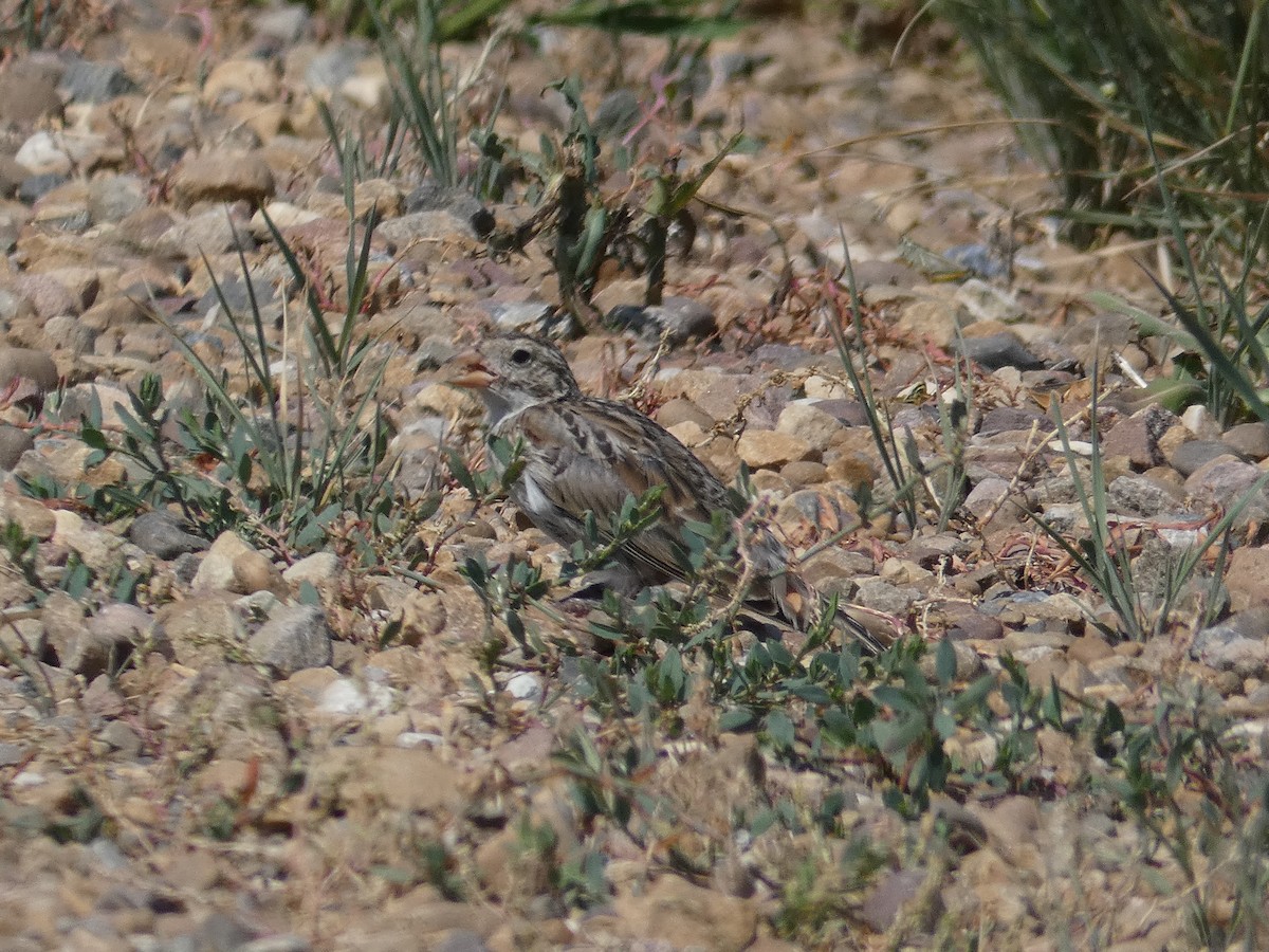 Thick-billed Longspur - ML471539561