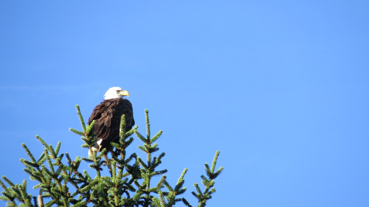 Bald Eagle - ML471539671