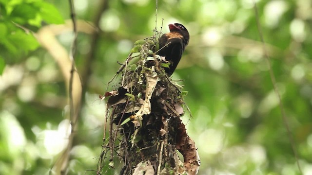 Dusky Broadbill - ML471540