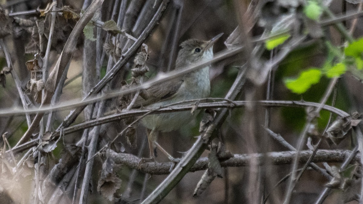 Marsh/Common Reed Warbler - Ogün Aydin