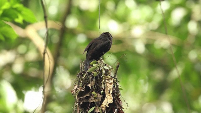 Dusky Broadbill - ML471541