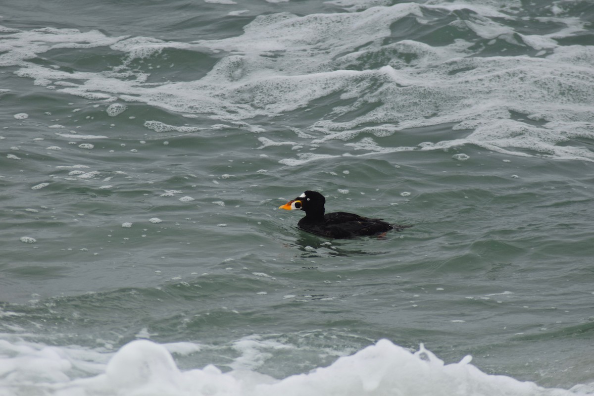 Surf Scoter - ML471541041