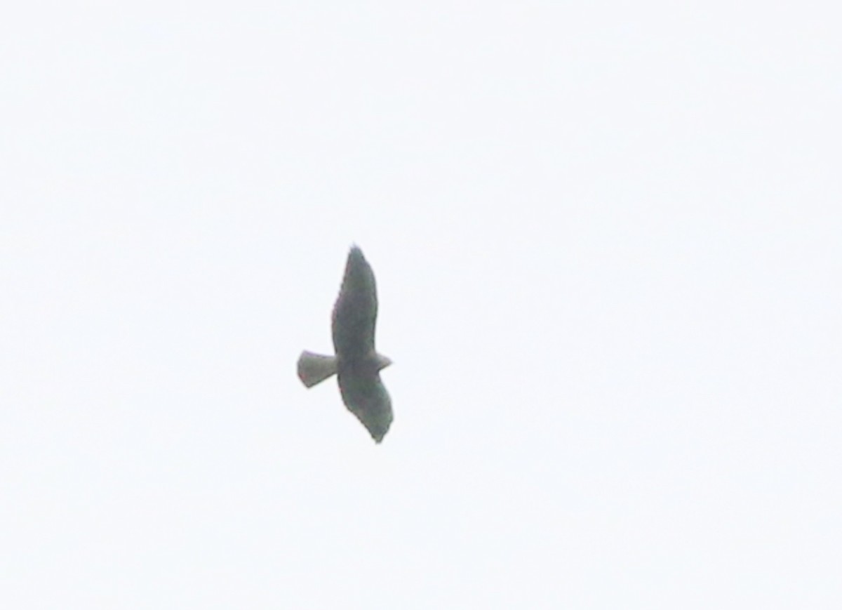 Swainson's Hawk - ML471541701