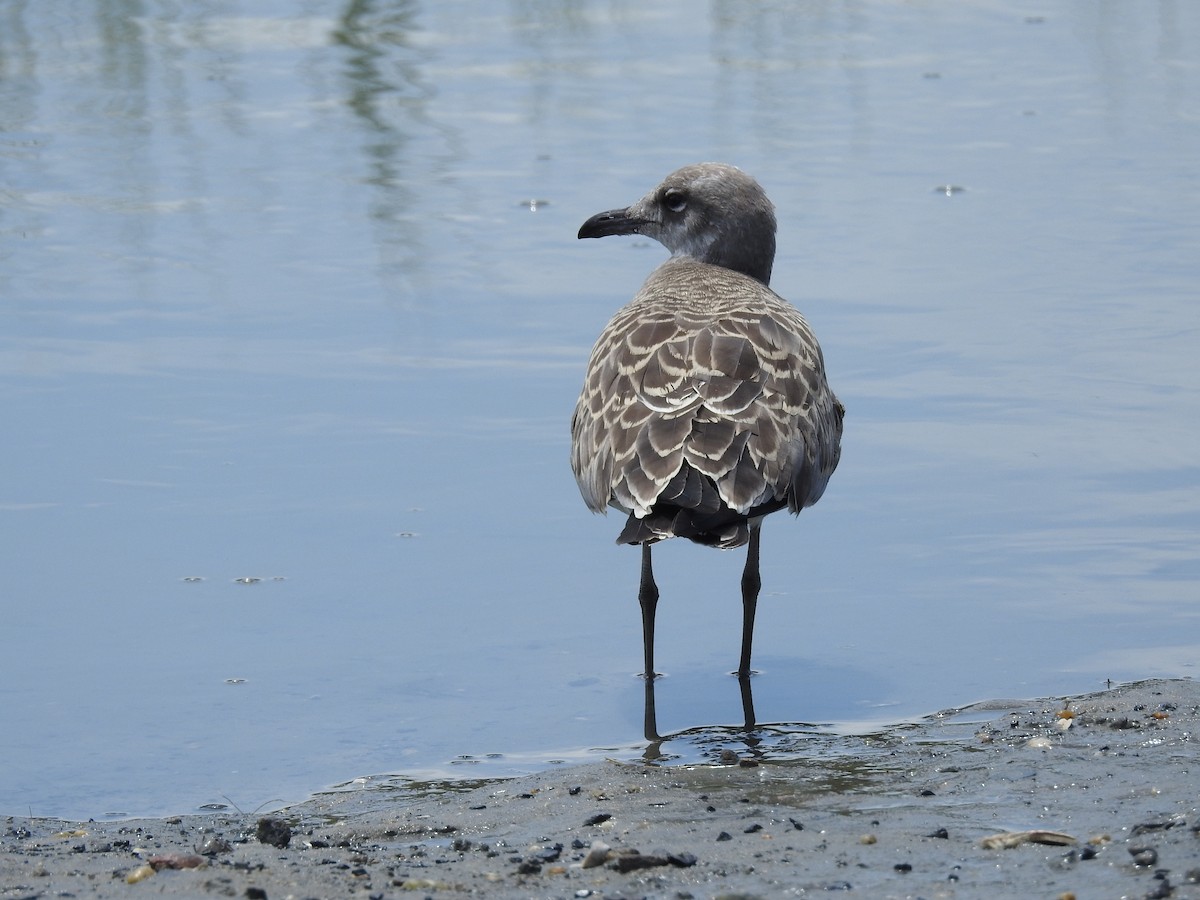 Laughing Gull - ML471541831