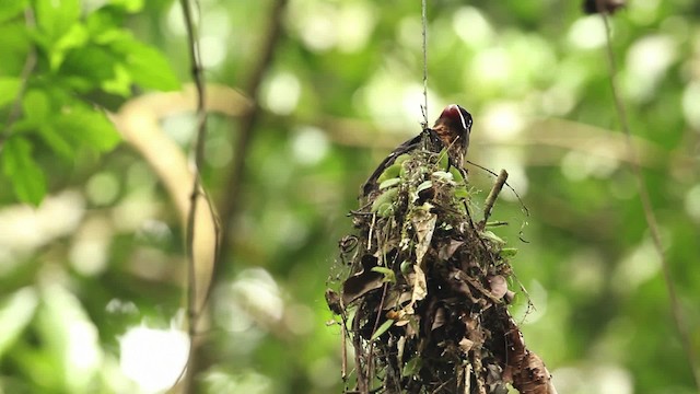 Dusky Broadbill - ML471542