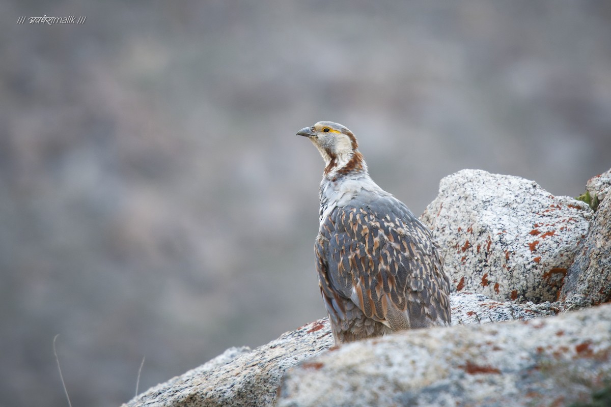 Himalayan Snowcock - ML471543581