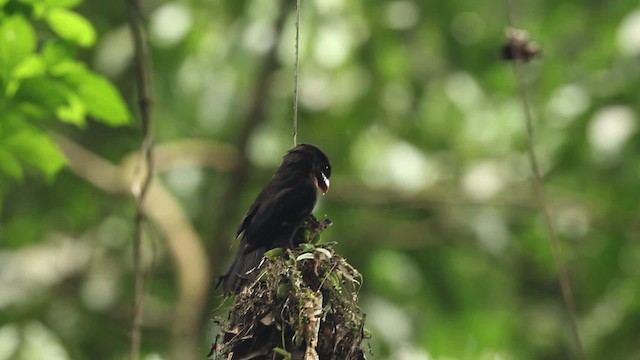 Dusky Broadbill - ML471544