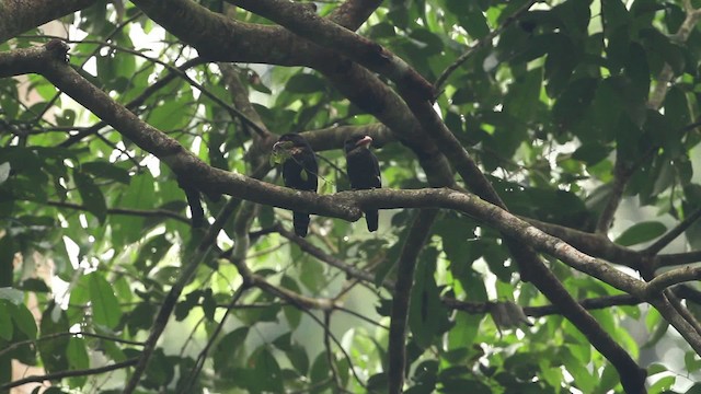 Dusky Broadbill - ML471545