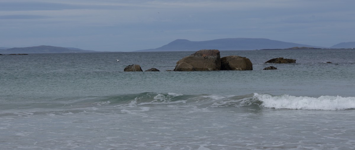 Северная олуша - ML471545441